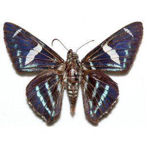 Parelbella NIGRA